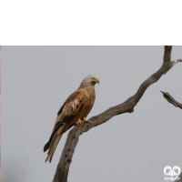 گونه کورکور حنایی Red Kite